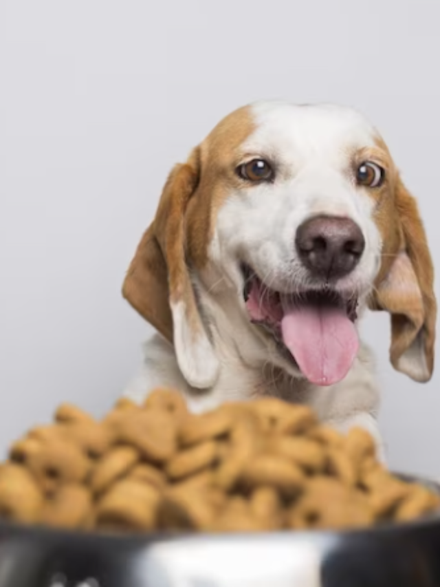 Dog Food and Nutrition