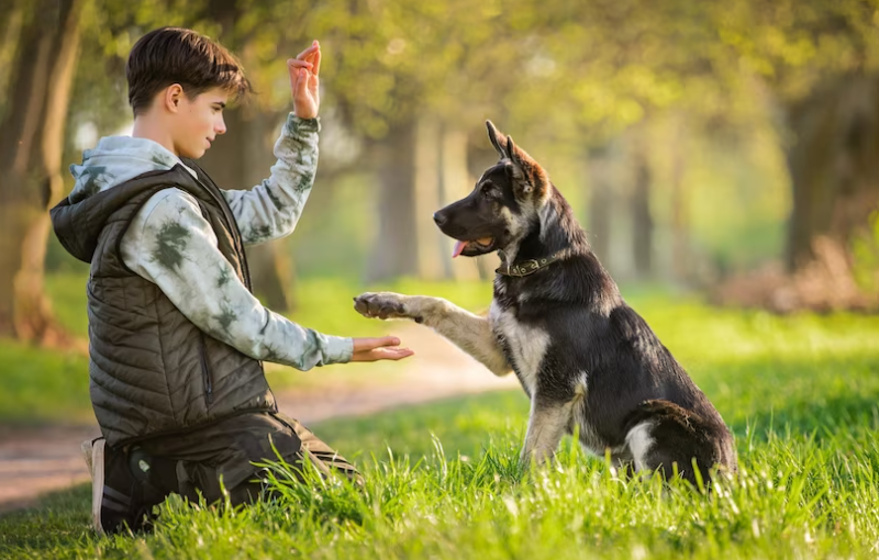 7 basic dog commands