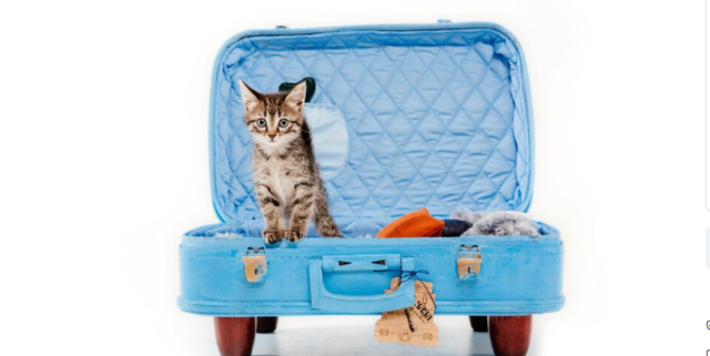 Cat Accesories And Traveling