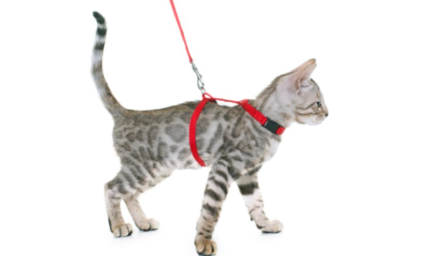 Cat Collars and Leashes
