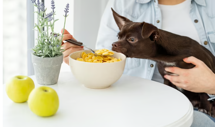 Dog Food for Allergies