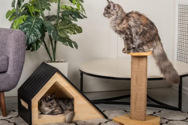 How to Stop a Cat from Scratching Furniture