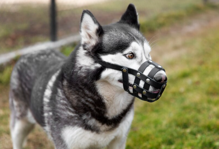 barking shock collar