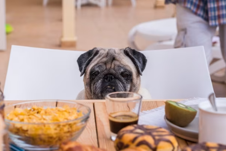 best dog food for french bulldogs