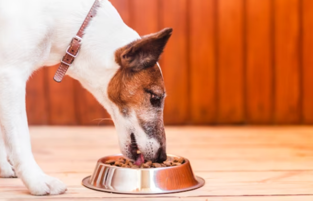 best dog food for puppies large breed
