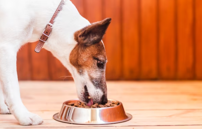 best dog food for puppies large breed