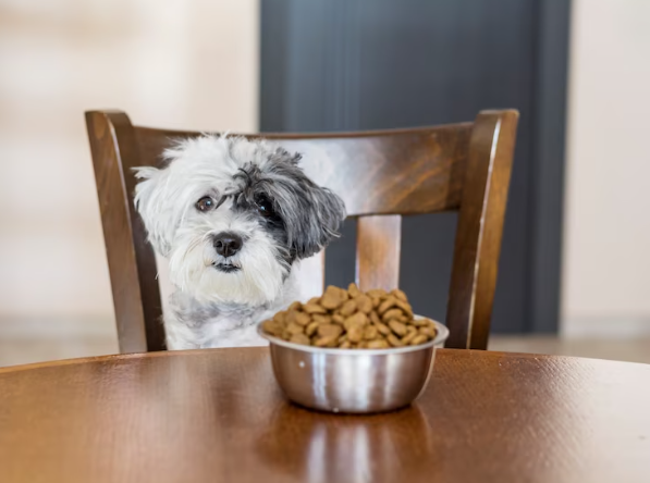 best dog food for puppies large breed