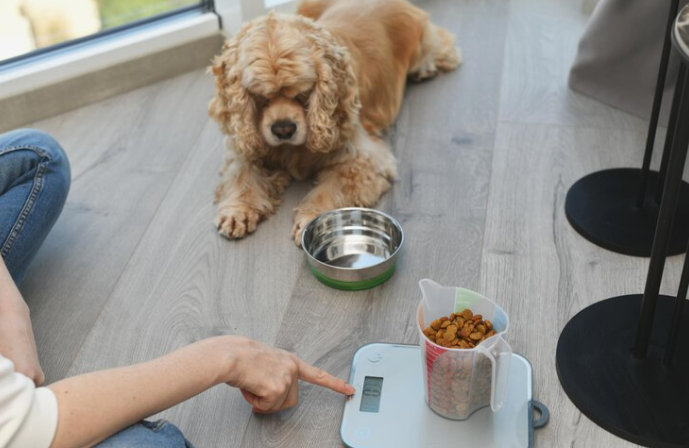 Best Dog Food for Seniors