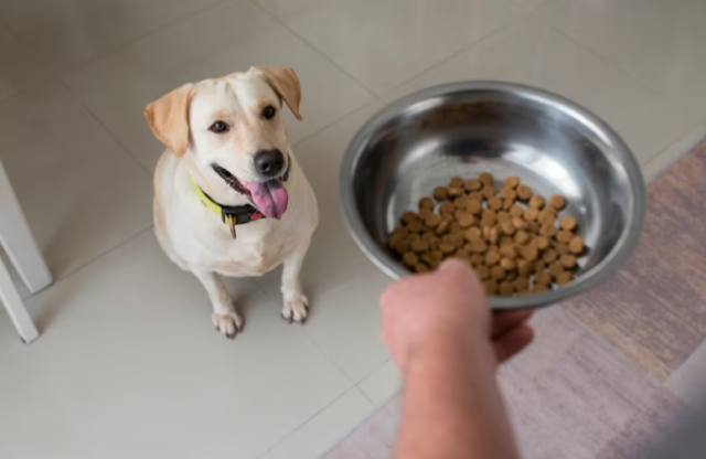 best wet dog food