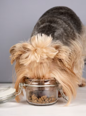 canned dog food for sensitive stomachs