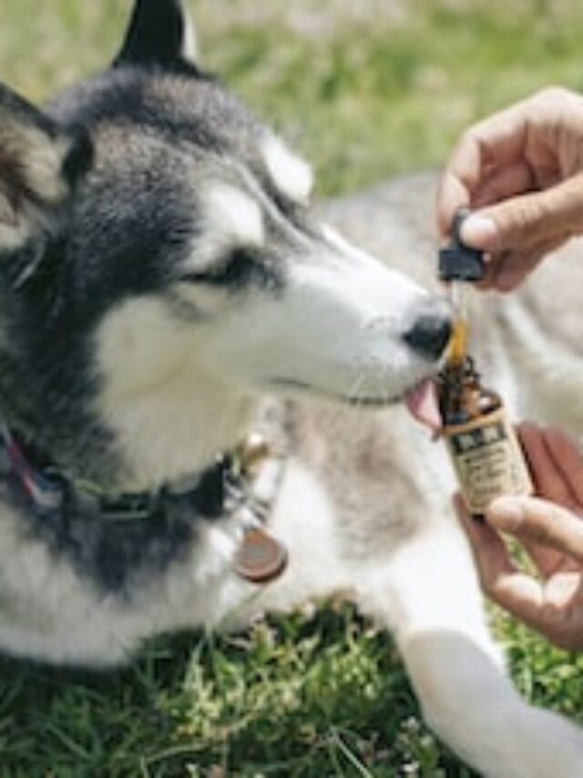 Dog health and wellness