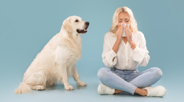 dog allergies coughing