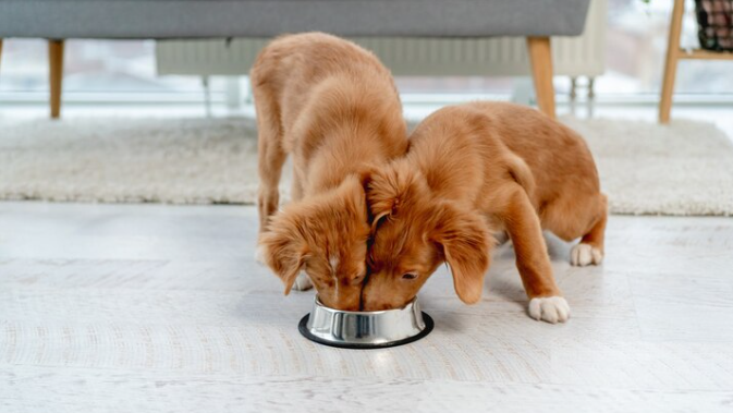 dog food storage container