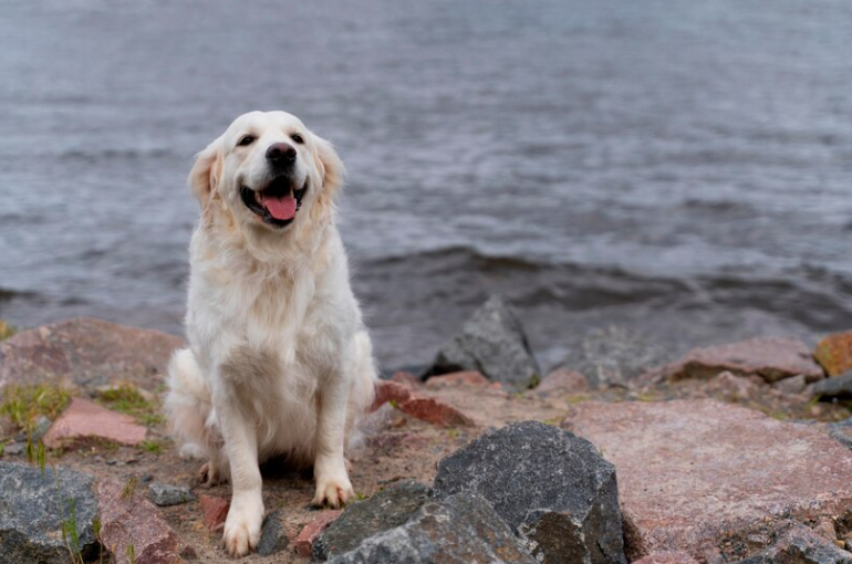 Big White Dog Breed: A Guide to These Magnificent Canines