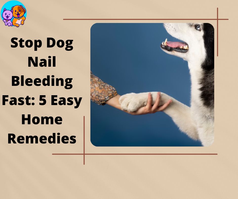 Stop Dog Nail Bleeding