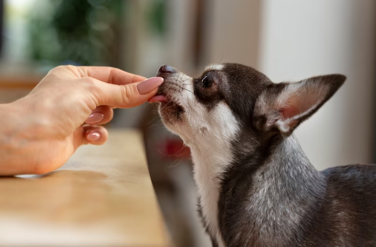 best way to give a dog a pill