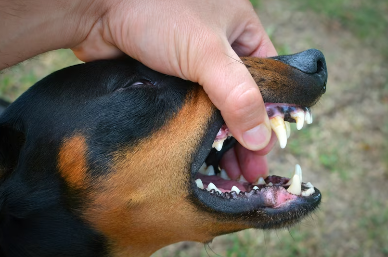 dog chewing paws