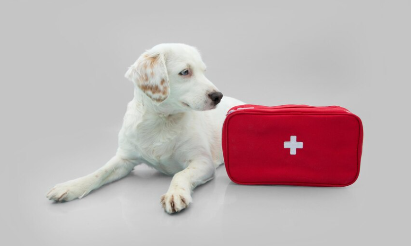 hunting dog first aid kit