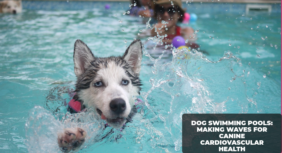 Dog Swimming Pools