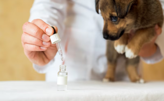 how to give a dog a pill