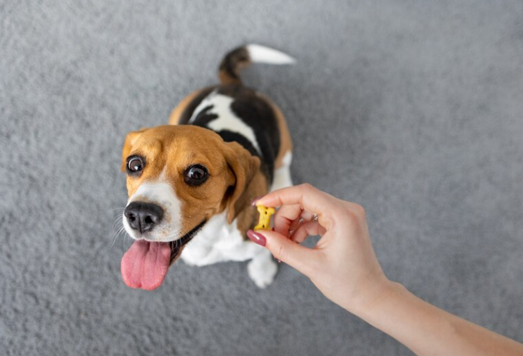 dog chewing paws remedy