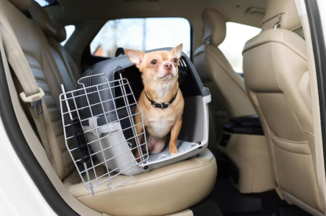 large dog car seat
