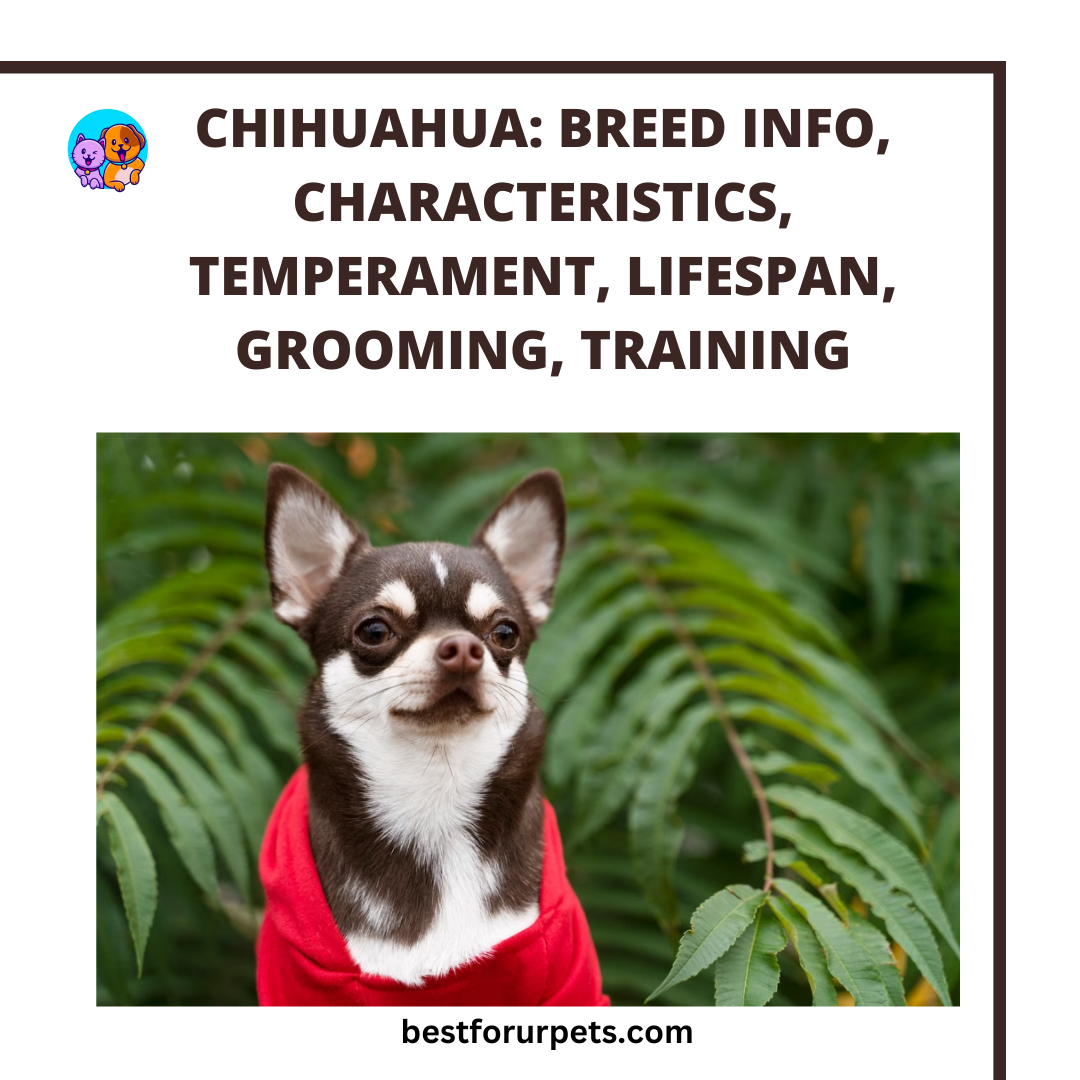 Chihuahua-Breed-Info
