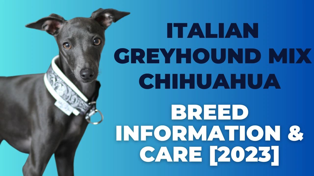 Italian-Greyhound-Mix-Chihuahua