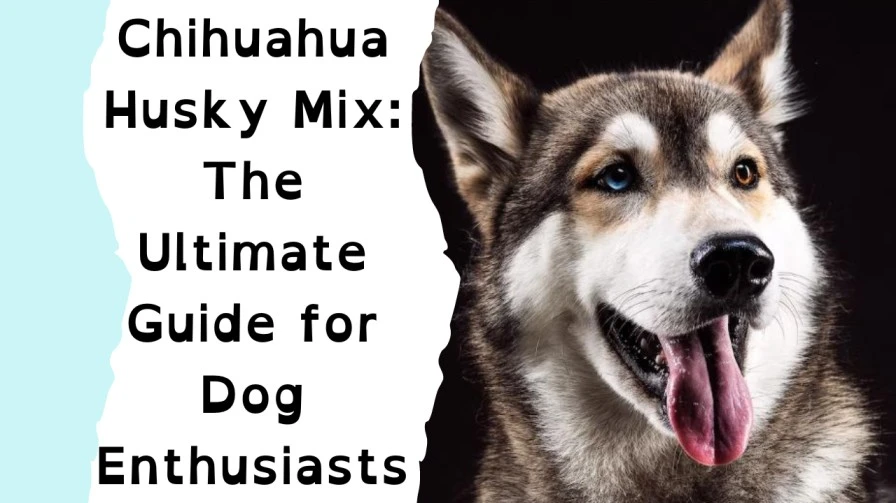 adorable-chihuahua-husky-mix-puppy