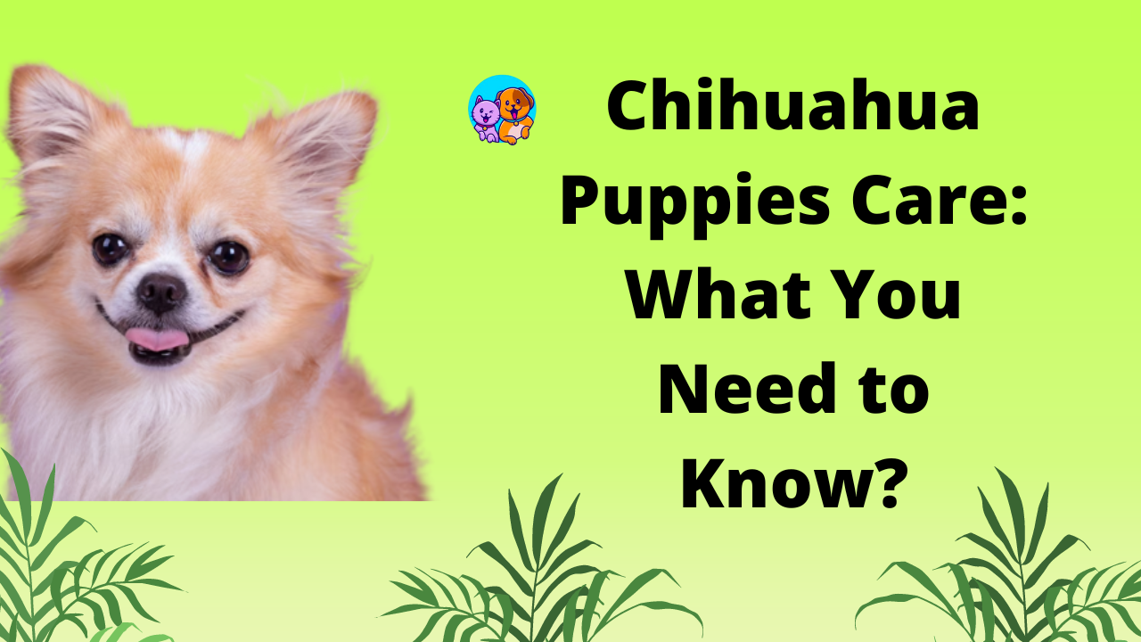 Chihuahua Puppies Care